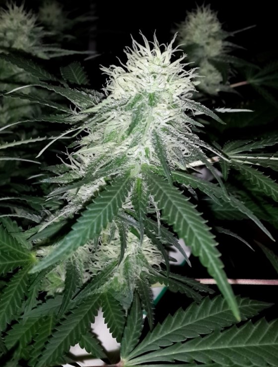 Odrůda White Strawberry Skunk od seedbanky Strain Hunters; zdroj: forums.strainhunters.com